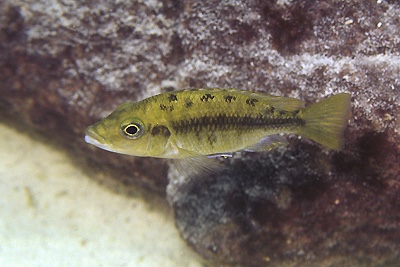 Protomelas sp. 'hertae' Maingano Island